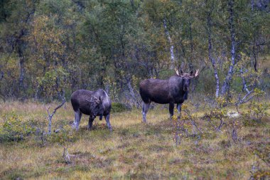 Norveç 'in kuzeyindeki Lofoten Adaları' nda sonbahar bitkileri ve ağaçlarla çevrili geyik otluyor..