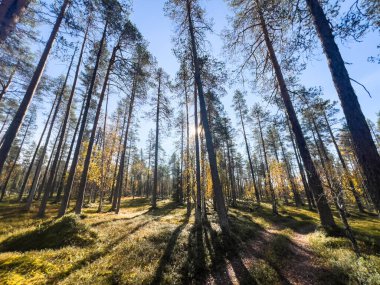 Sakin sonbahar sahnesi: Orman tepe örtüsünde süzülen güneş ışığı, yosun kaplı zeminde hafif bir parıltı ve alçak bitki örtüsü