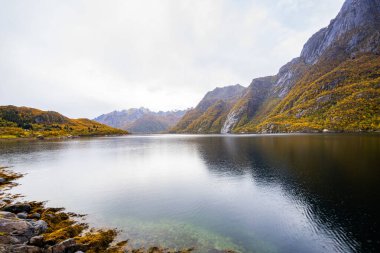 Lofoten Adaları, Norveç 'te sonbahar manzarası, renkli yeşillikler ve barışçıl fiyort içerir..