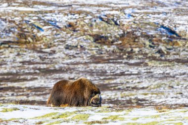 A Musk Ox in Dovrefjell National Park, south Norway, surrounded by snow and vegetation, with its impressive horns. clipart