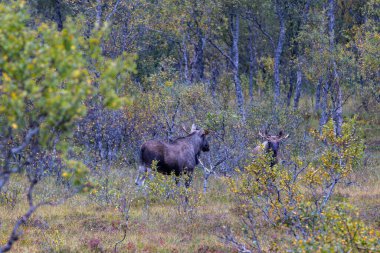 Moose grazing in the wild in Lofoten Islands, northern Norway, surrounded by autumn vegetation and trees. clipart