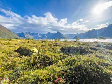 Lofoten Adaları, Norveç 'te sonbahar manzarası, renkli yeşillikler ve barışçıl fiyort içerir..