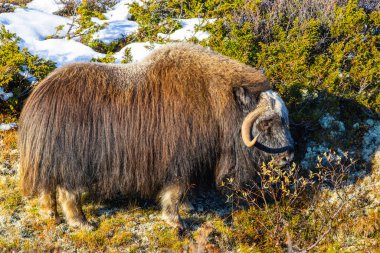 Norveç 'in güneyindeki Dovrefjell Ulusal Parkı' ndaki misk öküzü, etkileyici boynuzlarıyla kar ve bitki örtüsüyle çevrili..