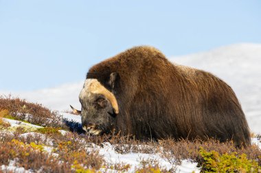 Norveç 'in güneyindeki Dovrefjell Ulusal Parkı' ndaki misk öküzü, etkileyici boynuzlarıyla kar ve bitki örtüsüyle çevrili..