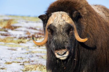 A Musk Ox in Dovrefjell National Park, south Norway, surrounded by snow and vegetation, with its impressive horns. clipart