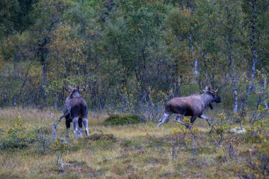 Norveç 'in kuzeyindeki Lofoten Adaları' nda sonbahar bitkileri ve ağaçlarla çevrili geyik otluyor..