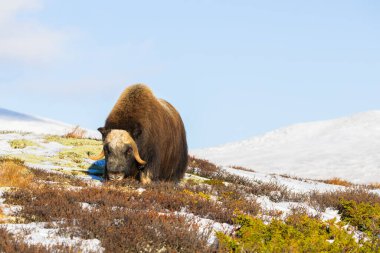 A Musk Ox in Dovrefjell National Park, south Norway, surrounded by snow and vegetation, with its impressive horns. clipart