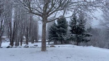 Huzurlu bir park ortamında karla kaplı ağaçların bulunduğu kış manzarası