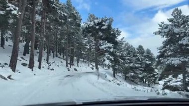 Pirenes dağlarındaki çam ormanlarında kış yolculuğu