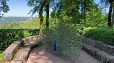 Tavuskuşu renkli tüylerini Marqueyssac, Dordogne, Fransa 'nın güzel bahçelerinde gösteriyor.