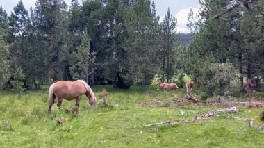 Capcir, Cerdagne 'de, Fransız Pireneleri' nde huzur içinde otlayan vahşi atlar.