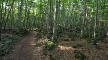 İspanya 'nın La Garrotxa kentindeki kayın ormanlarında ışık saçan yol