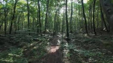İspanya 'nın La Garrotxa kentindeki kayın ormanlarında ışık saçan yol