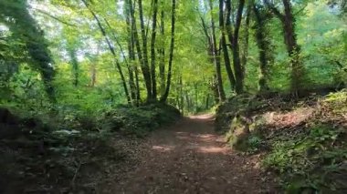 İspanya 'nın La Garrotxa kentindeki kayın ormanlarında ışık saçan yol