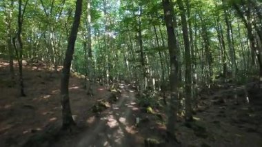 İspanya 'nın La Garrotxa kentindeki kayın ormanlarında ışık saçan yol