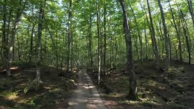 İspanya 'nın La Garrotxa kentindeki kayın ormanlarında ışık saçan yol