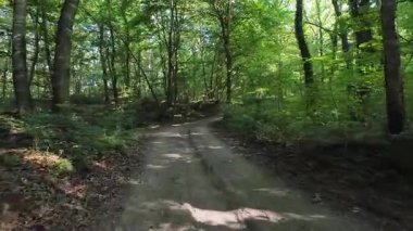 İspanya 'nın La Garrotxa kentindeki kayın ormanlarında ışık saçan yol