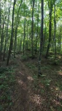 İspanya 'nın La Garrotxa kentindeki kayın ormanlarında ışık saçan yol