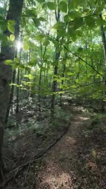 İspanya 'nın La Garrotxa kentindeki kayın ormanlarında ışık saçan yol