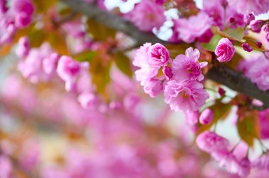 Güzel bir sakura çiçeğinin yakın plan çekimi zarif pembe taç yapraklarını ince detaylarla yakalar. Yumuşak odak ve hafif ışık çiçeğin güzelliğini arttırır ve bir huzur hissi yaratır..