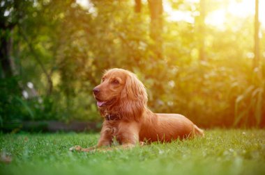 Kırmızı spanyel köpek çimlerin üzerinde yatıyor. Portre yakın plan spanyel. Mutlu kırmızı cocker spaniel portresi Yazın açık havada.