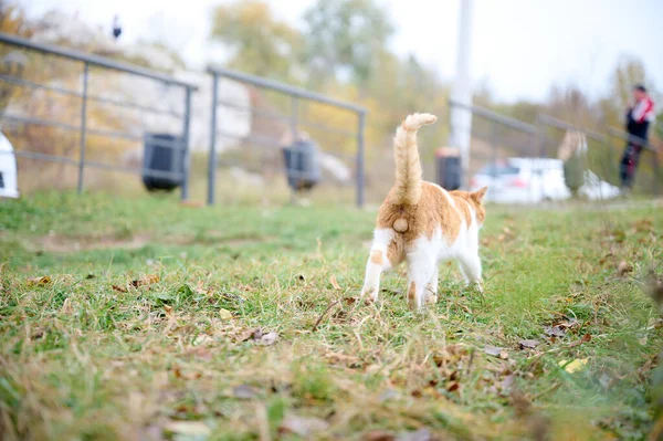Back view of the red cat walking outdoor. Selective focus on the cat\'s balls.