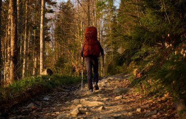 Tam teçhizatlı yürüyüşçü sabahın erken saatlerinde dağlarda güneşin doğuşunu seyrediyor. Bahar ormanında yürüyüş yapan sırt çantalı bir yürüyüşçü. Yürüyüş konsepti. Sırt çantalı genç bir gezgin ormanda yürüyor..