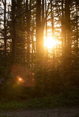 Güneş ışınları dağlardaki sabah ormanlarında ağaçların dallarını delip geçiyor..