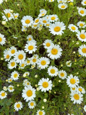 Bahçedeki güzel çiçekler