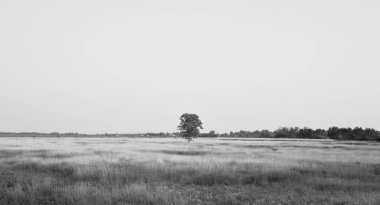 A lone tree in a field clipart