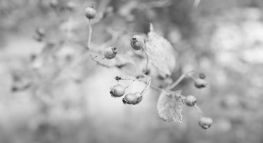 Yakın - güzel çiçek açan kiraz ağacı dalının manzarası