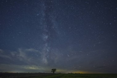 Samanyolu gece gökyüzünde bir ağacın üzerinde.