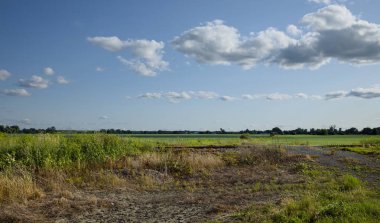 Arka planda ağaç olan güzel bir tarla manzarası.