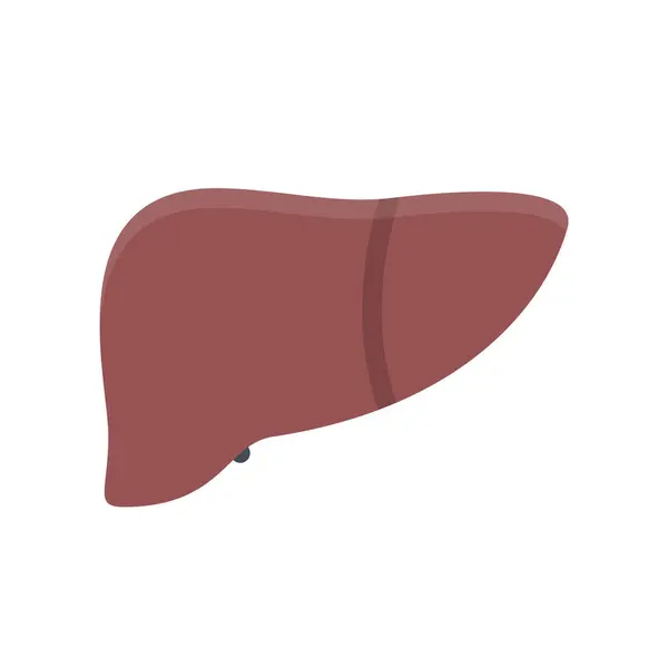Дизайн Векторні Іконки Зображення Печінка — стоковий вектор