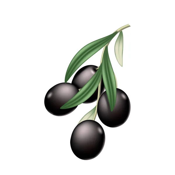 Aceitunas Negras Frescas Rama Con Hojas Verdes Sabrosas Aceitunas Ingredientes — Vector de stock