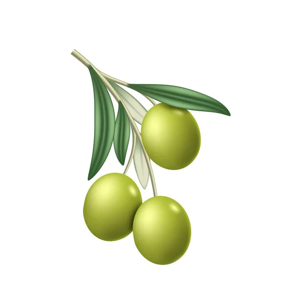 Aceitunas Verdes Frescas Rama Con Hojas Sabrosas Aceitunas Ingredientes Griegos — Archivo Imágenes Vectoriales