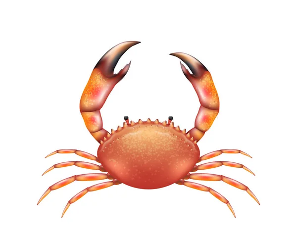 Realistisk Röd Krabba Havslevande Djur Med Klor Isolerade Vit Bakgrund — Stock vektor