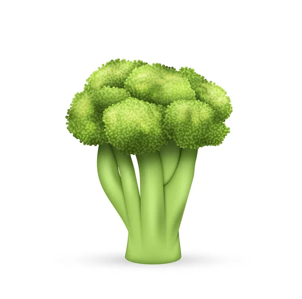 Beyaz Arka Planda Izole Edilmiş Gerçekçi Brokoli Eko Tarım Bitkisi — Stok Vektör