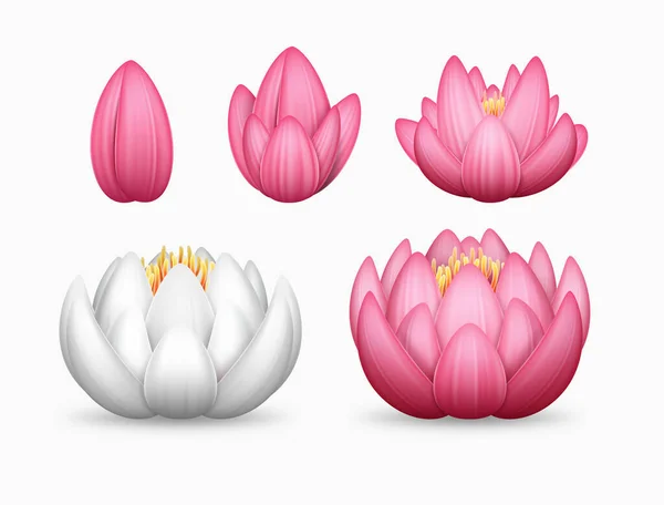 Белый Розовый Цветки Лотоса Полный Открытие Изолированы Белом Фоне Дизайн — стоковый вектор