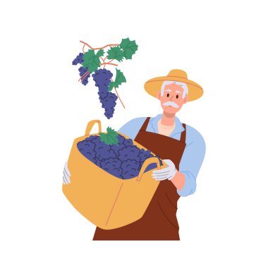 Olgun üzüm dallarını beyaz arka planda izole edilmiş hasat sepetinde tutan yaşlı bir erkek çiftçi karakteri. Tarım, bahçıvanlık, üzüm bağlarında hasat ve şarap üretimi temsilciliği