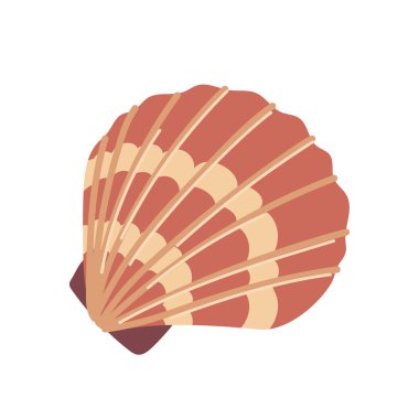 Kapalı deniz kabuğu hatıra eşyası, beyaz arka planda izole edilmiş tropik deniz kabuğu, deniz kabuğu yumuşakçaları. Midye kabuğu fosil element, egzotik midye aksesuar illüstrasyon