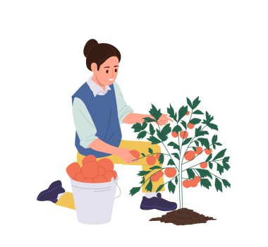 Tecrit edilmiş mutlu genç kadın çiftçi çizgi film karakteri olgun domates toplayarak sebze topluyor ve ketçap üretimi için çiftlik çiftliğine sepete koyuyor. Beyaz arka planda vektör çizimi.