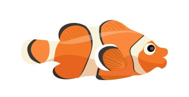 Beyaz arka planda şirin küçük palyaço balığı mercan resifi su altında vahşi yaşam. Komik suda yaşayan hayvan, tropikal deniz yaşam alanı vektör çizimi. Turuncu siyah çizgili anemon balığı izole edilmiş.