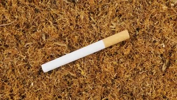烟草和过滤香烟 切碎的正宗卷烟叶子 从上面看 — 图库视频影像