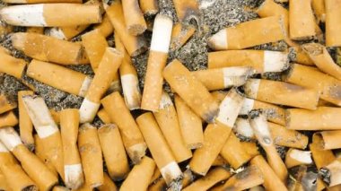 Cigarette butts. Smoked cigarettes in an ashtray zoom in.