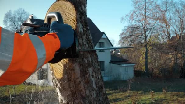 Sawing Trees Chainsaw Height Arborist Cutting Tree Trunk Chainsaw — Video