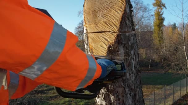 Motorsåg Som Sågar Träd Arborist Man Skär Ett Träd Med — Stockvideo