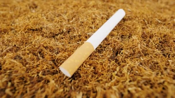 タバコとフィルタータバコ クローズアップ 本物の喫煙タバコのみじん切りの葉 — ストック動画