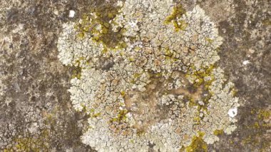 Lichen ve yosun taşta veya duvarda yetişiyor.