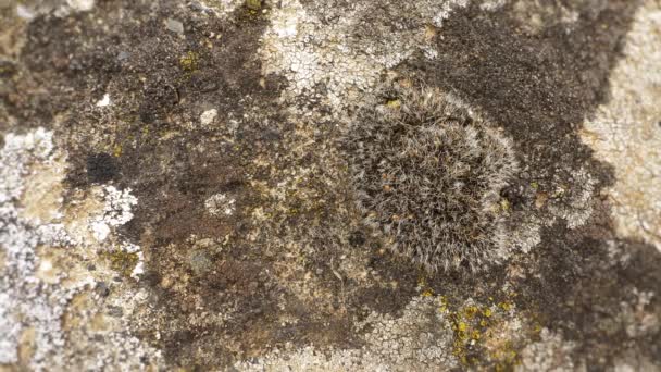 Stone Moss Lichen Wall Macro Shot — Stock Video